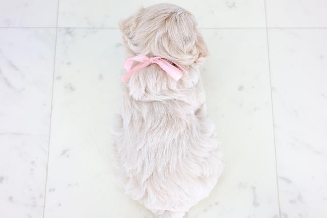 福岡県のマルプー(マルチーズ×プードル) (Coo&RIKUゆめタウン飯塚店/2025年12月19日生まれ/女の子/クリーム)の子犬の4枚目の画像