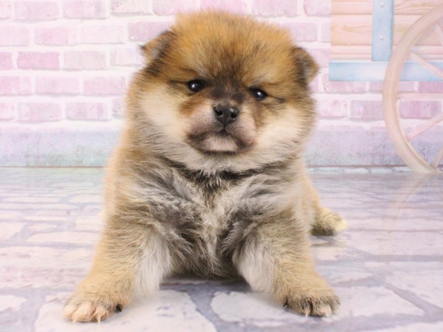 大阪府のポメ柴/豆ポメ/ポメ豆柴(ポメラニアン×柴犬) (Coo&RIKU梅田店/2025年12月20日生まれ/男の子/赤)の子犬