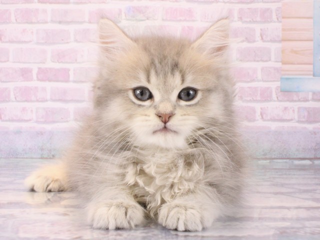 兵庫県のミヌエット (Coo&RIKU尼崎店/2025年12月21日生まれ/男の子/ブルータビー)の子猫の1枚目の画像