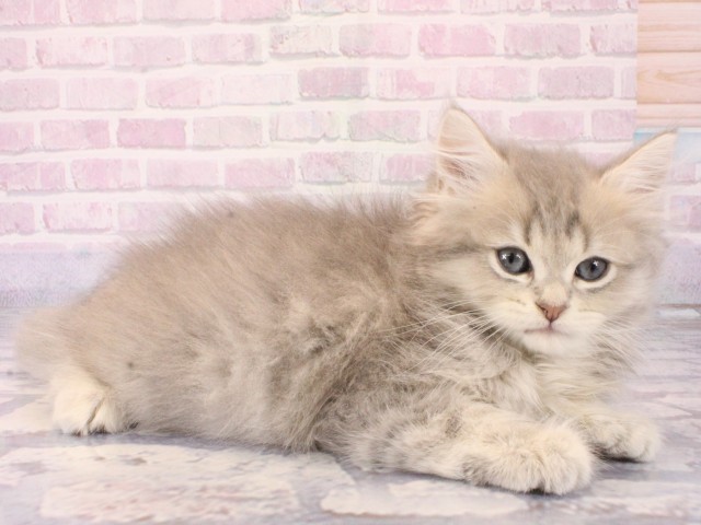 兵庫県のミヌエット (Coo&RIKU尼崎店/2025年12月21日生まれ/男の子/ブルータビー)の子猫の2枚目の画像