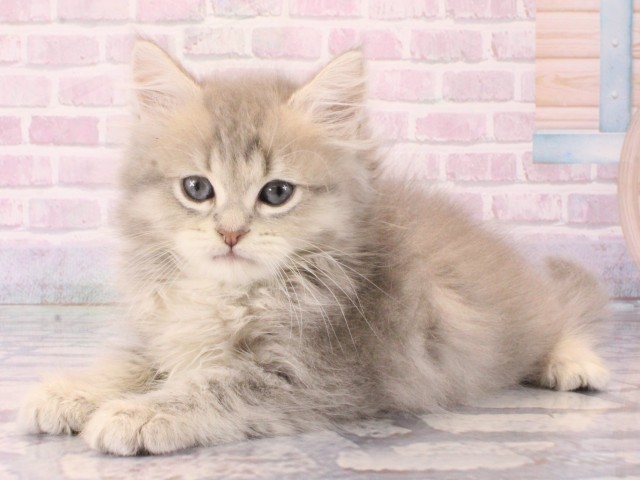 兵庫県のミヌエット (Coo&RIKU尼崎店/2025年12月21日生まれ/男の子/ブルータビー)の子猫の3枚目の画像