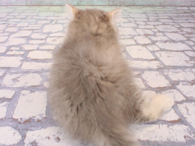 兵庫県のミヌエット (Coo&RIKU尼崎店/2025年12月21日生まれ/男の子/ブルータビー)の子猫の4枚目の画像