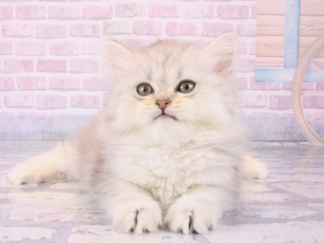 京都府のミヌエット (Coo&RIKU京都店/2025年12月21日生まれ/女の子/チンチラシルバー)の子猫の1枚目の画像
