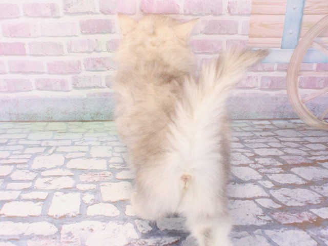 京都府のミヌエット (Coo&RIKU京都店/2025年12月21日生まれ/女の子/チンチラシルバー)の子猫の4枚目の画像