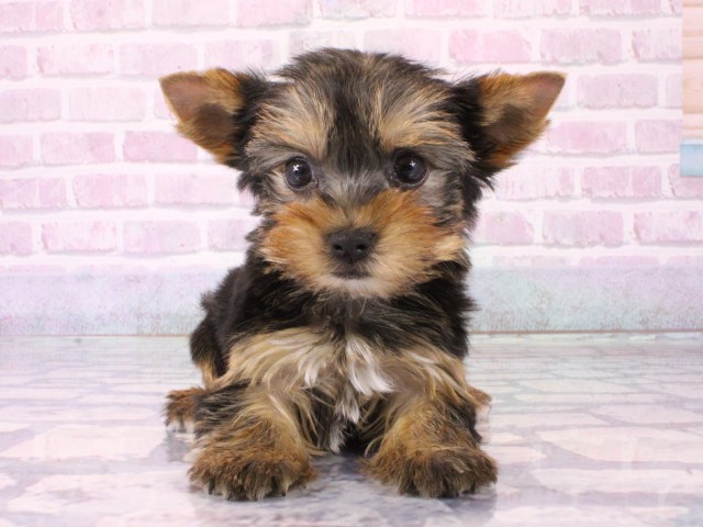 京都府のヨークシャーテリア (Coo&RIKU京都河原町店/2025年12月21日生まれ/女の子/スチールブルータン)の子犬の1枚目の画像