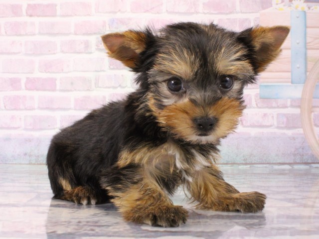 京都府のヨークシャーテリア (Coo&RIKU京都河原町店/2025年12月21日生まれ/女の子/スチールブルータン)の子犬の2枚目の画像