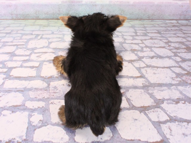 京都府のヨークシャーテリア (Coo&RIKU京都河原町店/2025年12月21日生まれ/女の子/スチールブルータン)の子犬の4枚目の画像