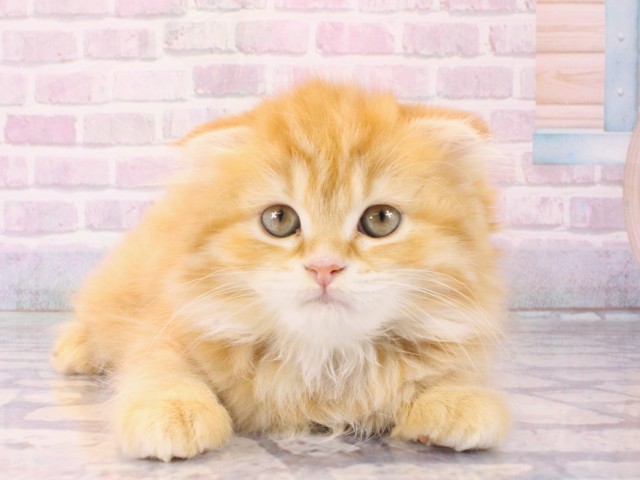 大阪府のスコティッシュフォールド (Coo&RIKU茶屋町店/2025年12月20日生まれ/女の子/レッドタビー)の子猫の1枚目の画像