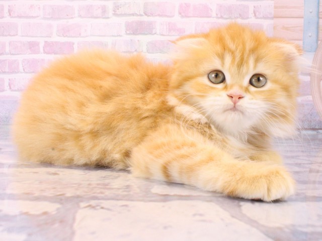 大阪府のスコティッシュフォールド (Coo&RIKU茶屋町店/2025年12月20日生まれ/女の子/レッドタビー)の子猫の2枚目の画像