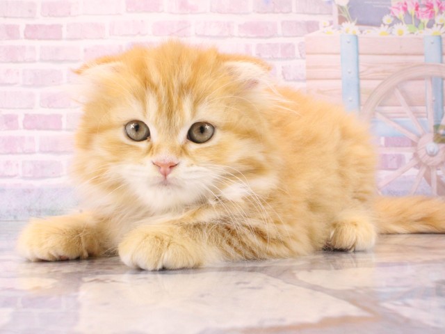 大阪府のスコティッシュフォールド (Coo&RIKU茶屋町店/2025年12月20日生まれ/女の子/レッドタビー)の子猫の3枚目の画像