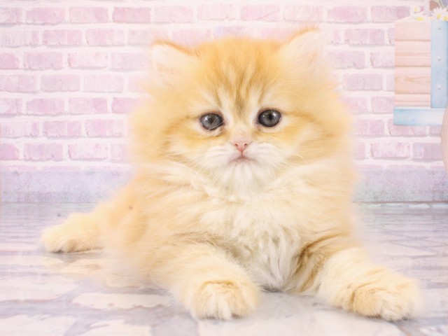 兵庫県のミヌエット (Coo&RIKU神戸三宮店/2025年12月19日生まれ/女の子/レッドタビー)の子猫の1枚目の画像