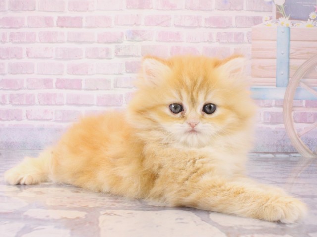 兵庫県のミヌエット (Coo&RIKU神戸三宮店/2025年12月19日生まれ/女の子/レッドタビー)の子猫の2枚目の画像