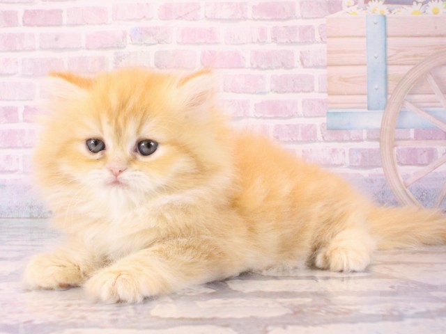 兵庫県のミヌエット (Coo&RIKU神戸三宮店/2025年12月19日生まれ/女の子/レッドタビー)の子猫の3枚目の画像