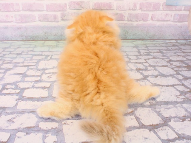 兵庫県のミヌエット (Coo&RIKU神戸三宮店/2025年12月19日生まれ/女の子/レッドタビー)の子猫の4枚目の画像