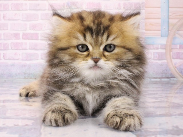 大阪府のミヌエット (Coo&RIKU茶屋町店/2025年12月19日生まれ/男の子/ブラウンタビー)の子猫の1枚目の画像