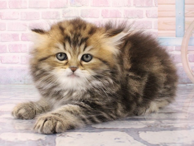 大阪府のミヌエット (Coo&RIKU茶屋町店/2025年12月19日生まれ/男の子/ブラウンタビー)の子猫の3枚目の画像