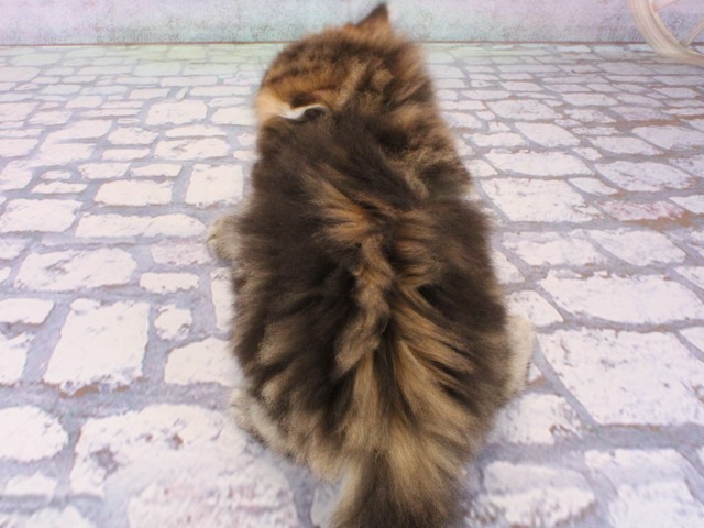 大阪府のミヌエット (Coo&RIKU茶屋町店/2025年12月19日生まれ/男の子/ブラウンタビー)の子猫の4枚目の画像