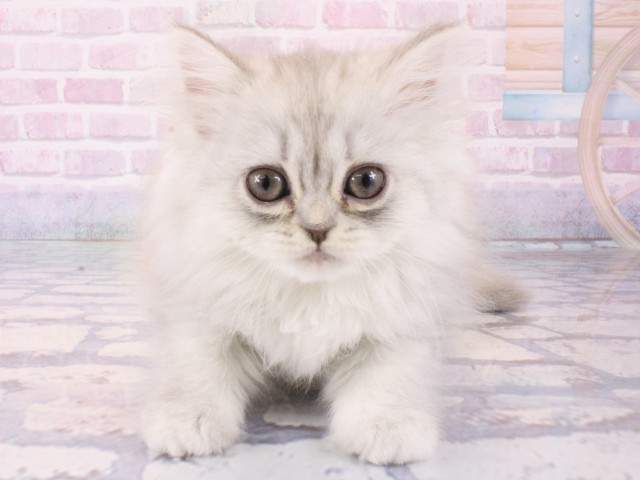 京都府のミヌエット (Coo&RIKU京都河原町店/2025年12月21日生まれ/女の子/チンチラシルバー)の子猫の1枚目の画像