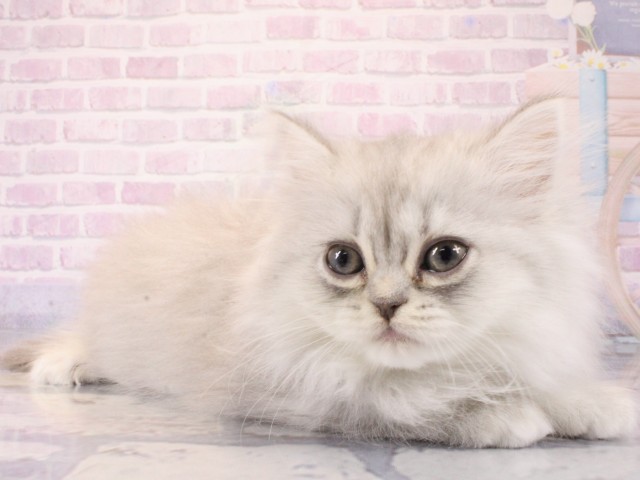 京都府のミヌエット (Coo&RIKU京都河原町店/2025年12月21日生まれ/女の子/チンチラシルバー)の子猫の2枚目の画像