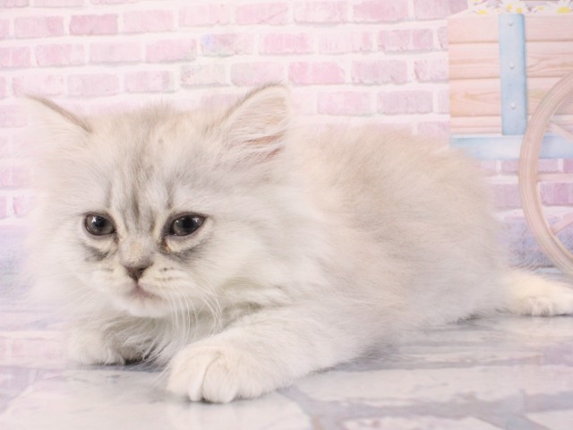 京都府のミヌエット (Coo&RIKU京都河原町店/2025年12月21日生まれ/女の子/チンチラシルバー)の子猫の3枚目の画像