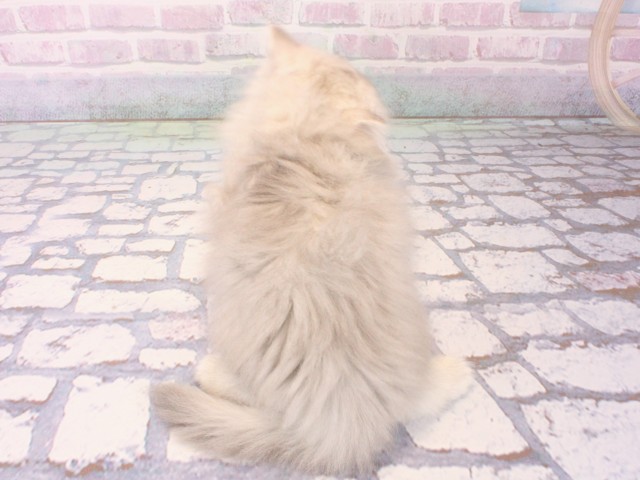 京都府のミヌエット (Coo&RIKU京都河原町店/2025年12月21日生まれ/女の子/チンチラシルバー)の子猫の4枚目の画像