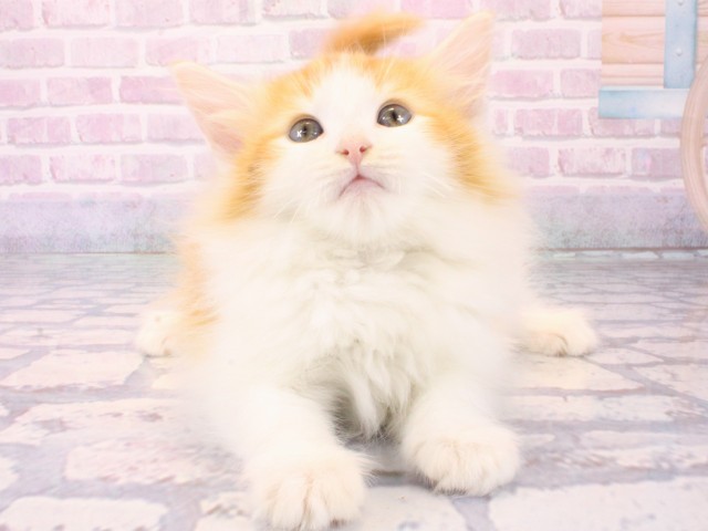 大阪府のノルウェージャンフォレストキャット (Coo&RIKU天王寺店/2025年12月12日生まれ/男の子/レッドタビーホワイト)の子猫の1枚目の画像