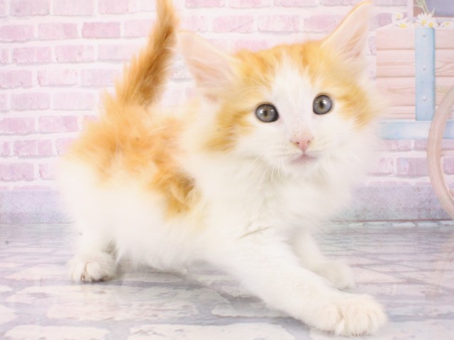 大阪府のノルウェージャンフォレストキャット (Coo&RIKU天王寺店/2025年12月12日生まれ/男の子/レッドタビーホワイト)の子猫の2枚目の画像