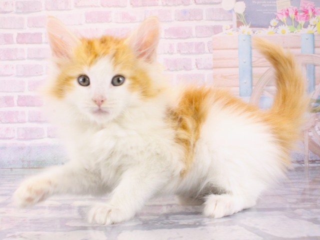 大阪府のノルウェージャンフォレストキャット (Coo&RIKU天王寺店/2025年12月12日生まれ/男の子/レッドタビーホワイト)の子猫の3枚目の画像