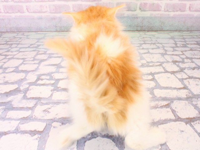 大阪府のノルウェージャンフォレストキャット (Coo&RIKU天王寺店/2025年12月12日生まれ/男の子/レッドタビーホワイト)の子猫の4枚目の画像