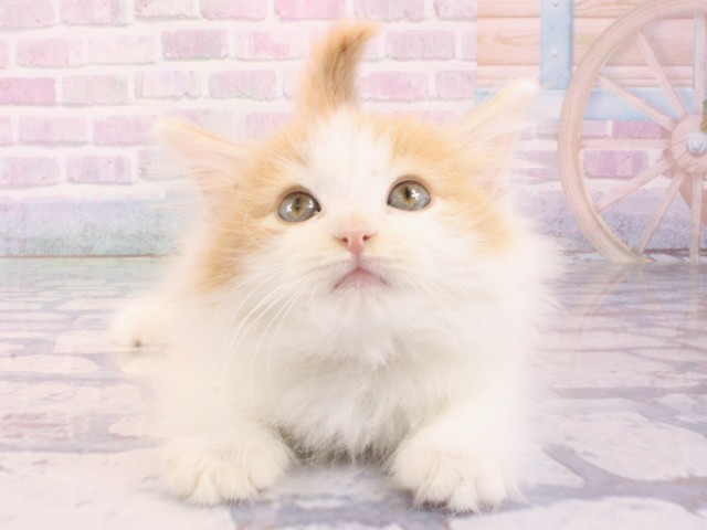 大阪府のノルウェージャンフォレストキャット (Coo&RIKU心斎橋店/2025年12月12日生まれ/男の子/クリームタビーホワイト)の子猫の1枚目の画像