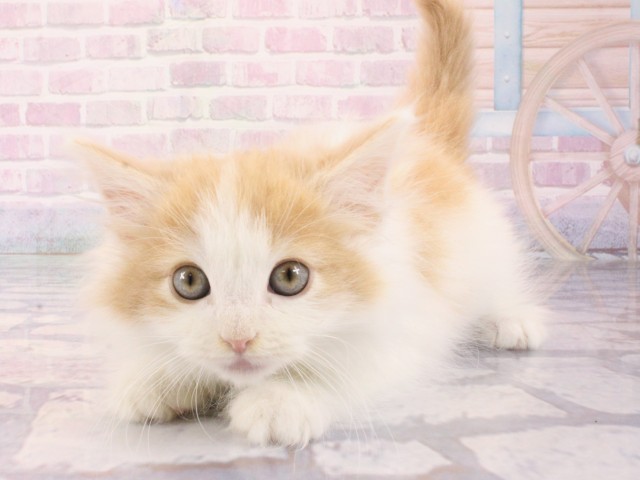 大阪府のノルウェージャンフォレストキャット (Coo&RIKU心斎橋店/2025年12月12日生まれ/男の子/クリームタビーホワイト)の子猫の2枚目の画像