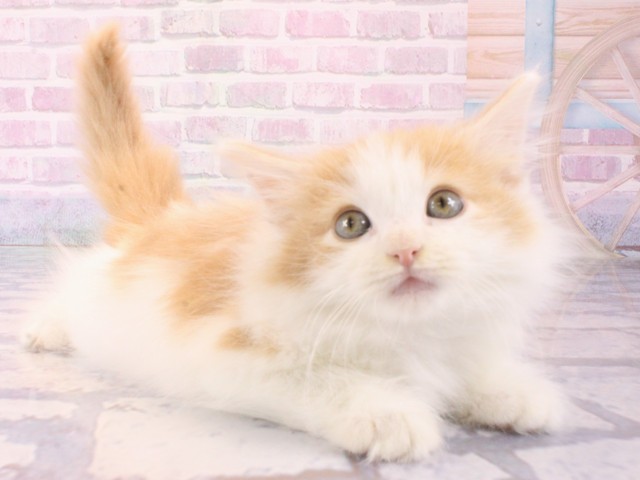 大阪府のノルウェージャンフォレストキャット (Coo&RIKU心斎橋店/2025年12月12日生まれ/男の子/クリームタビーホワイト)の子猫の3枚目の画像