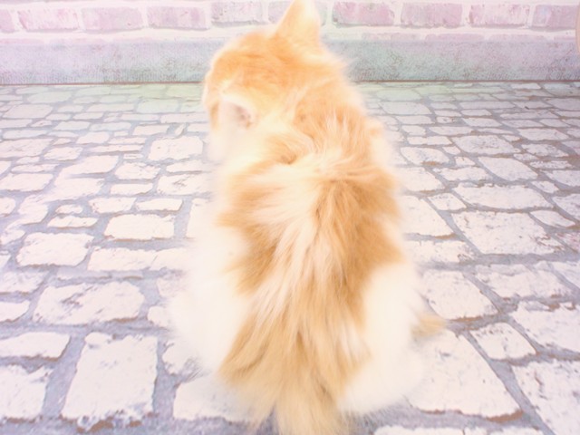 大阪府のノルウェージャンフォレストキャット (Coo&RIKU心斎橋店/2025年12月12日生まれ/男の子/クリームタビーホワイト)の子猫の4枚目の画像