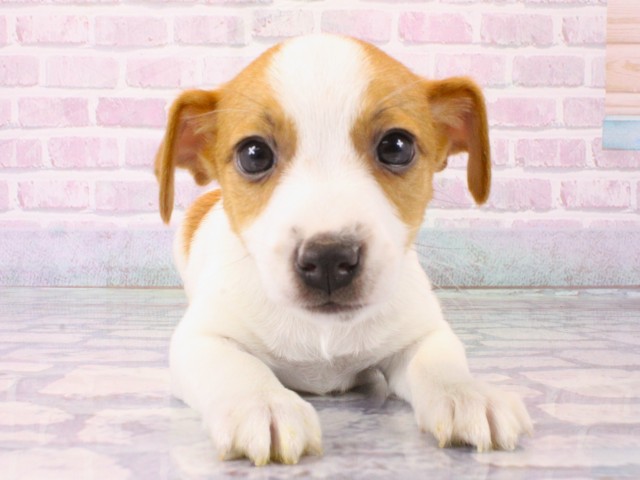 兵庫県のジャックラッセルテリア (Coo&RIKU三木店/2025年12月21日生まれ/男の子/レッドホワイト)の子犬の1枚目の画像