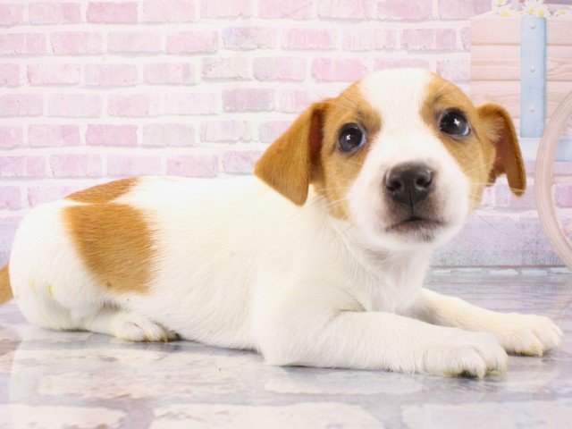 兵庫県のジャックラッセルテリア (Coo&RIKU三木店/2025年12月21日生まれ/男の子/レッドホワイト)の子犬の2枚目の画像