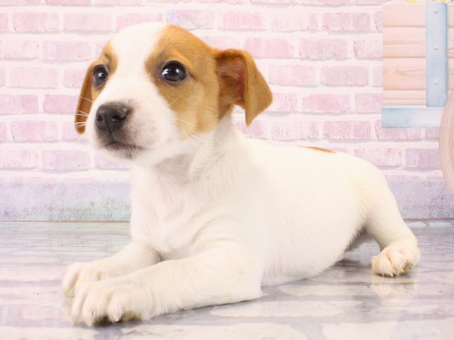 兵庫県のジャックラッセルテリア (Coo&RIKU三木店/2025年12月21日生まれ/男の子/レッドホワイト)の子犬の3枚目の画像