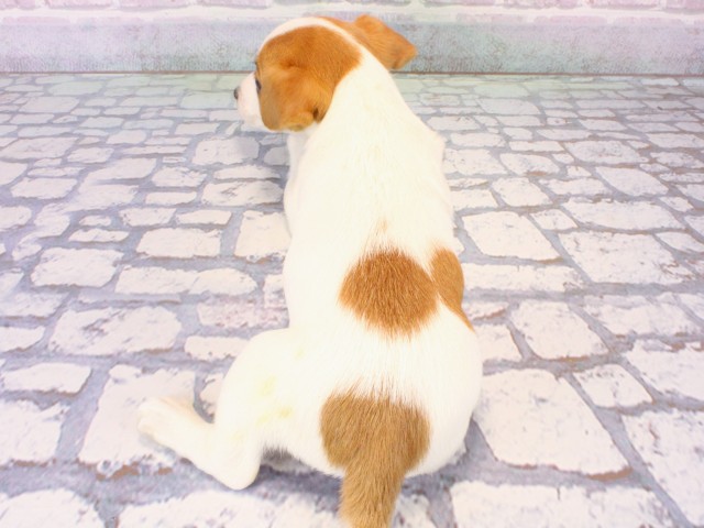 兵庫県のジャックラッセルテリア (Coo&RIKU三木店/2025年12月21日生まれ/男の子/レッドホワイト)の子犬の4枚目の画像