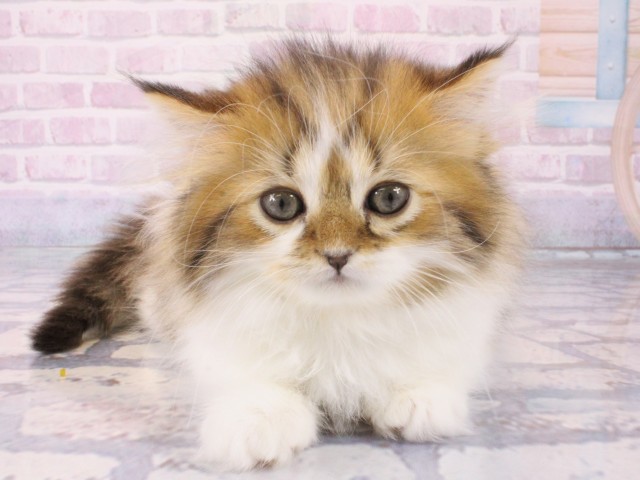 兵庫県のミヌエット (Coo&RIKU三木店/2025年12月20日生まれ/男の子/ブラウンタビーホワイト)の子猫の1枚目の画像