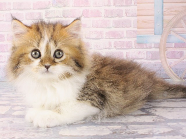 兵庫県のミヌエット (Coo&RIKU三木店/2025年12月20日生まれ/男の子/ブラウンタビーホワイト)の子猫の3枚目の画像