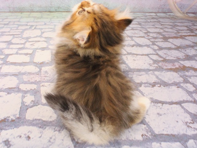 兵庫県のミヌエット (Coo&RIKU三木店/2025年12月20日生まれ/男の子/ブラウンタビーホワイト)の子猫の4枚目の画像