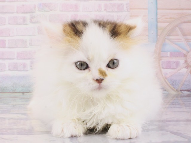 大阪府のミヌエット (Coo&RIKU和泉店/2025年12月20日生まれ/男の子/ブラウンタビーホワイト)の子猫の1枚目の画像