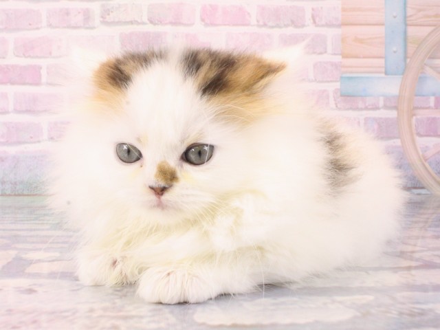 大阪府のミヌエット (Coo&RIKU和泉店/2025年12月20日生まれ/男の子/ブラウンタビーホワイト)の子猫の3枚目の画像