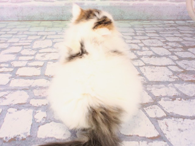 大阪府のミヌエット (Coo&RIKU和泉店/2025年12月20日生まれ/男の子/ブラウンタビーホワイト)の子猫の4枚目の画像