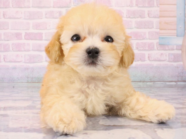 兵庫県のトイプードル(トイ) (Coo&RIKU尼崎店/2025年12月21日生まれ/男の子/アプリコット)の子犬の1枚目の画像