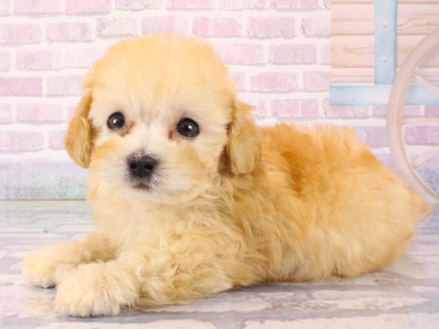 兵庫県のトイプードル(トイ) (Coo&RIKU尼崎店/2025年12月21日生まれ/男の子/アプリコット)の子犬の2枚目の画像