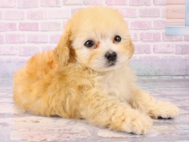 兵庫県のトイプードル(トイ) (Coo&RIKU尼崎店/2025年12月21日生まれ/男の子/アプリコット)の子犬の3枚目の画像