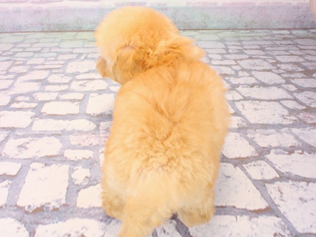 兵庫県のトイプードル(トイ) (Coo&RIKU尼崎店/2025年12月21日生まれ/男の子/アプリコット)の子犬の4枚目の画像