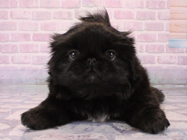 兵庫県のペキニーズ (Coo&RIKU尼崎店/2025年12月20日生まれ/女の子/ブラック)の子犬の1枚目の画像