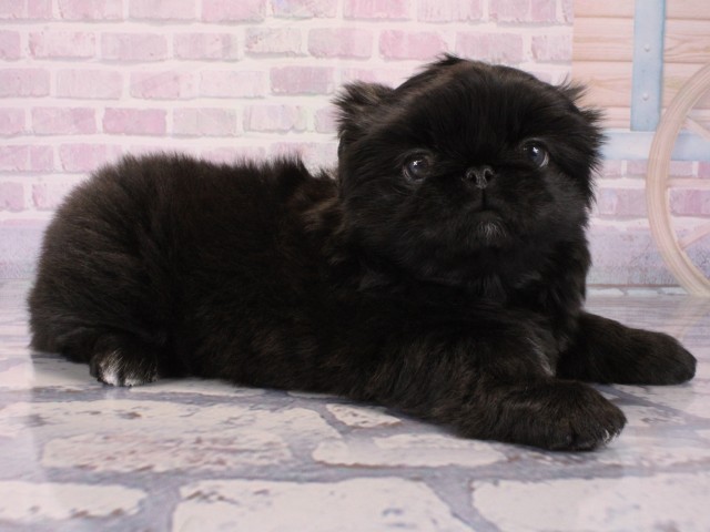 兵庫県のペキニーズ (Coo&RIKU尼崎店/2025年12月20日生まれ/女の子/ブラック)の子犬の2枚目の画像