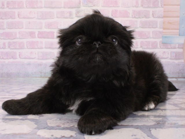 兵庫県のペキニーズ (Coo&RIKU尼崎店/2025年12月20日生まれ/女の子/ブラック)の子犬の3枚目の画像